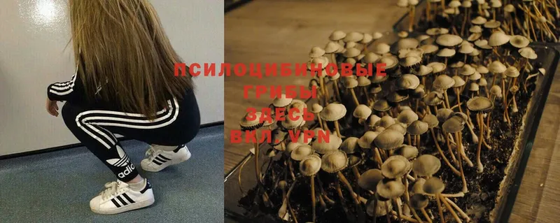 Галлюциногенные грибы Magic Shrooms  Нефтекамск 